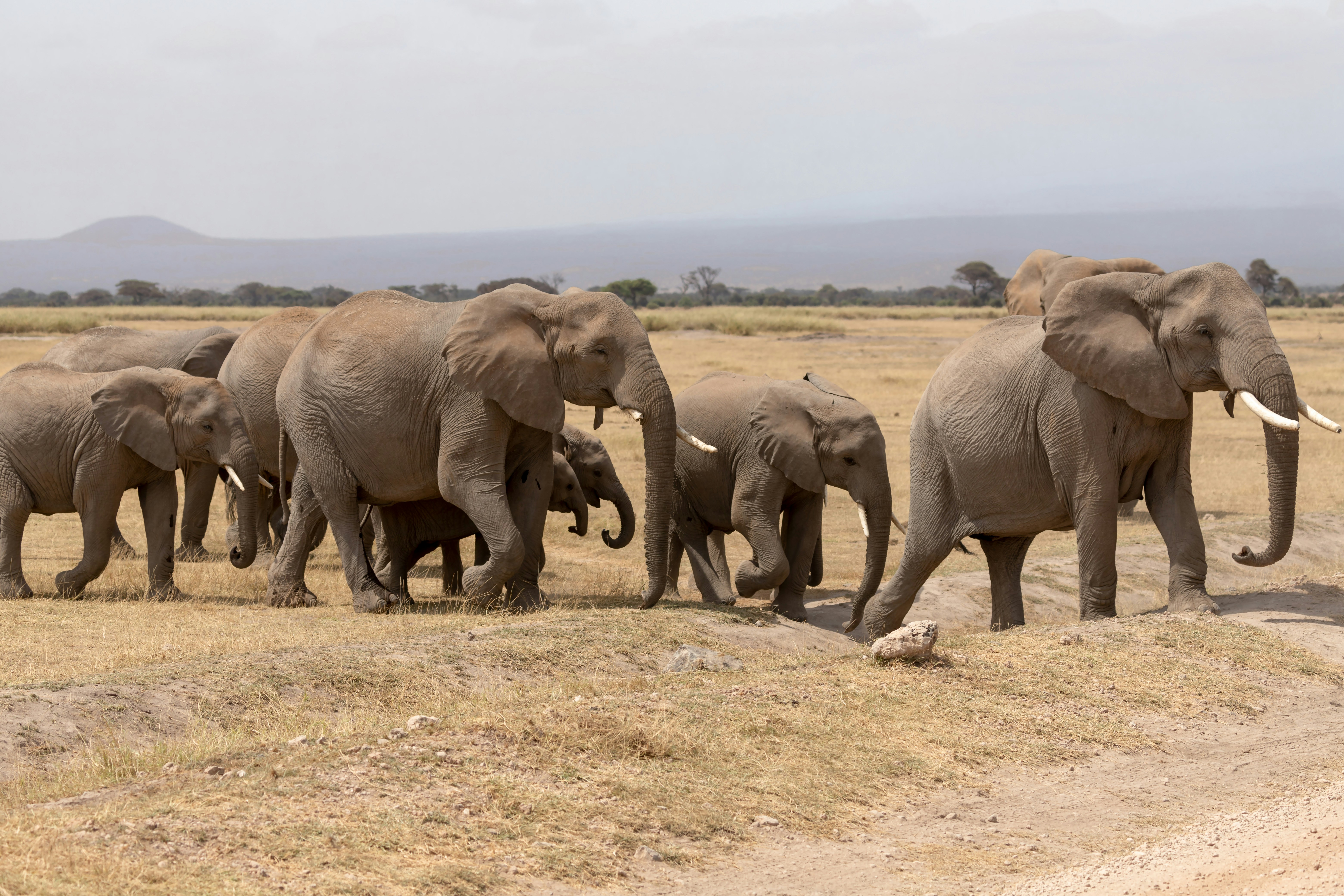 Amboseli