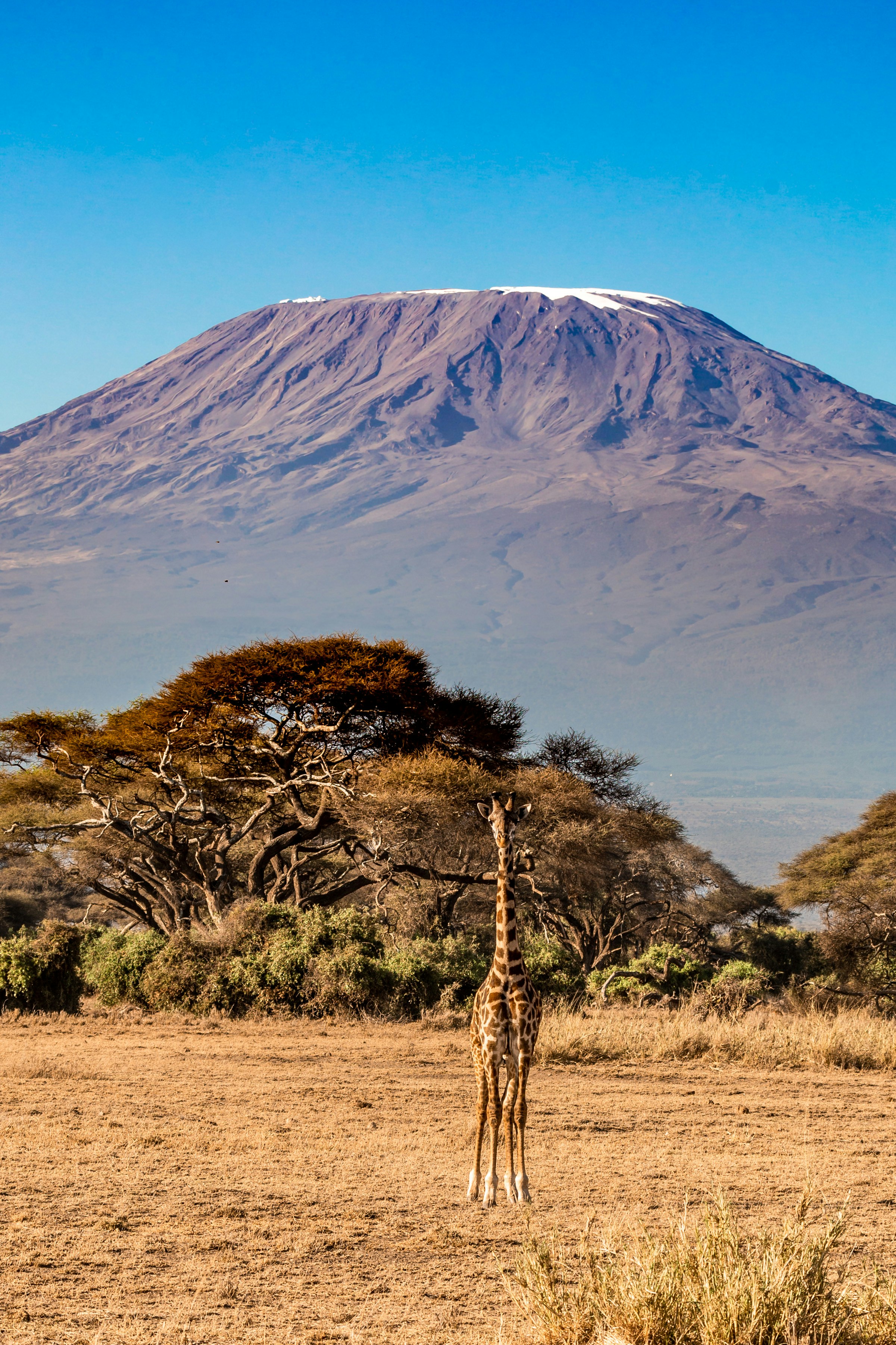 Mount Kilimanjaro from Amboseli