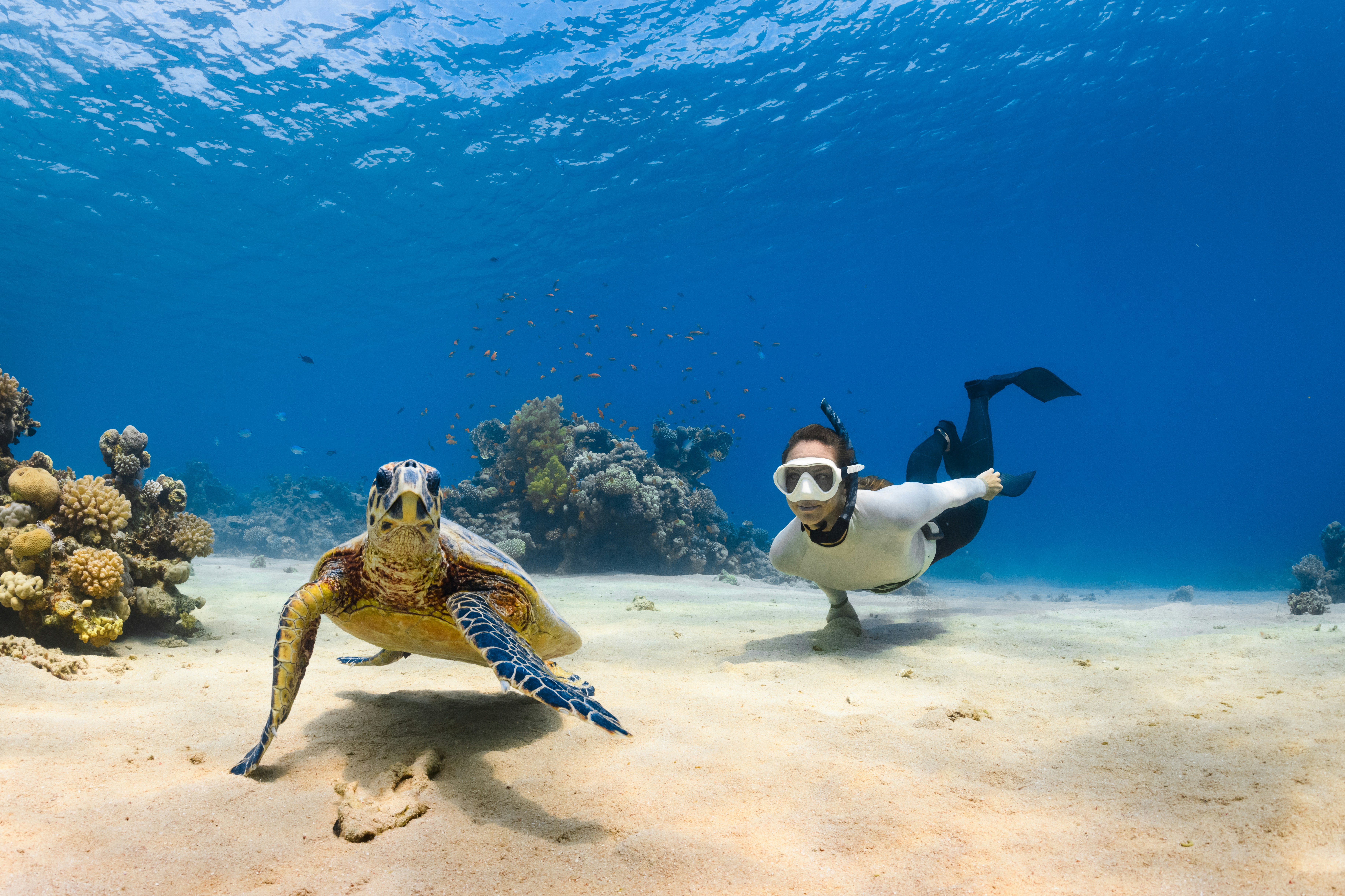Diver exploring Diani coral reef