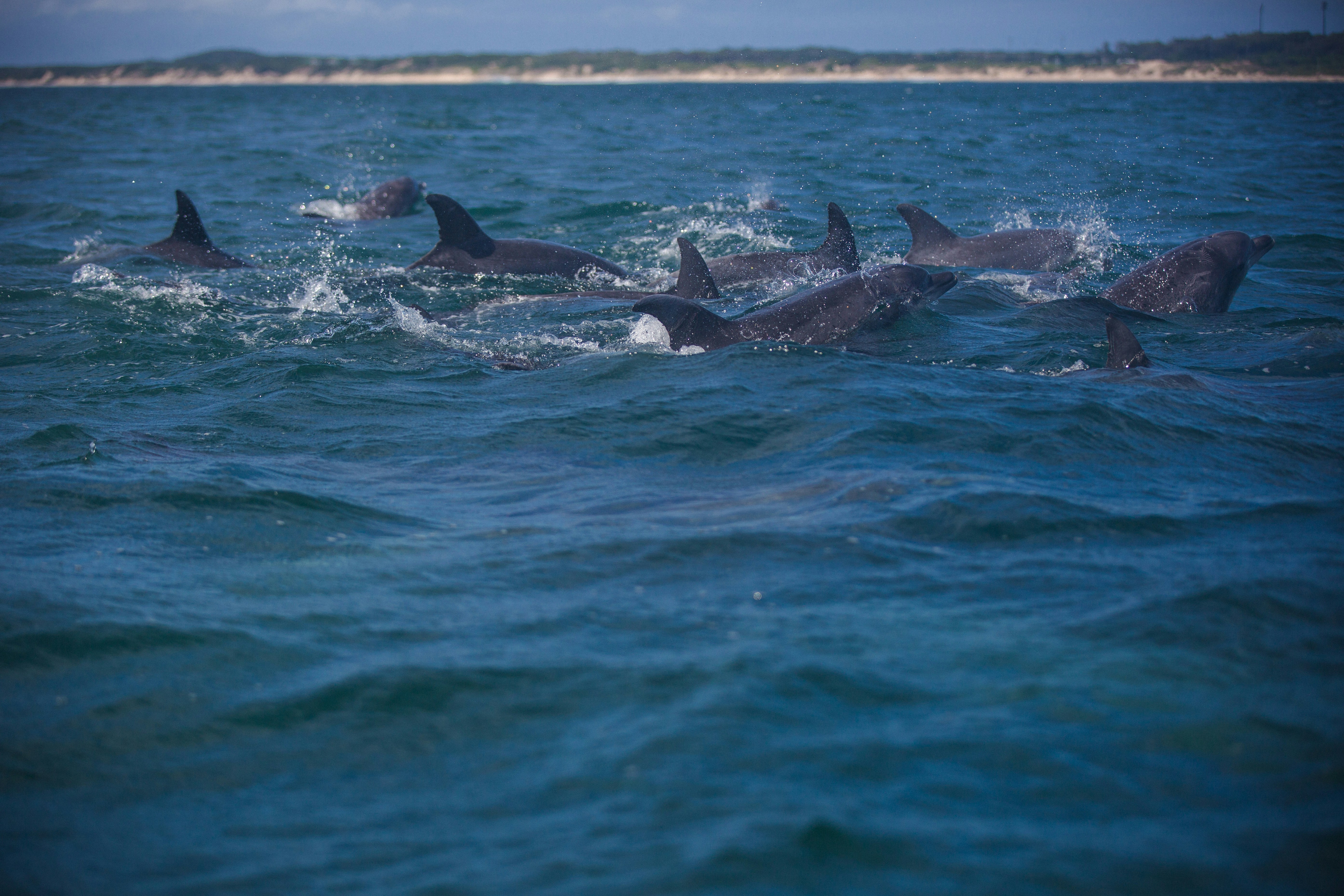 Dolphins jumping in Kisite Mpunguti