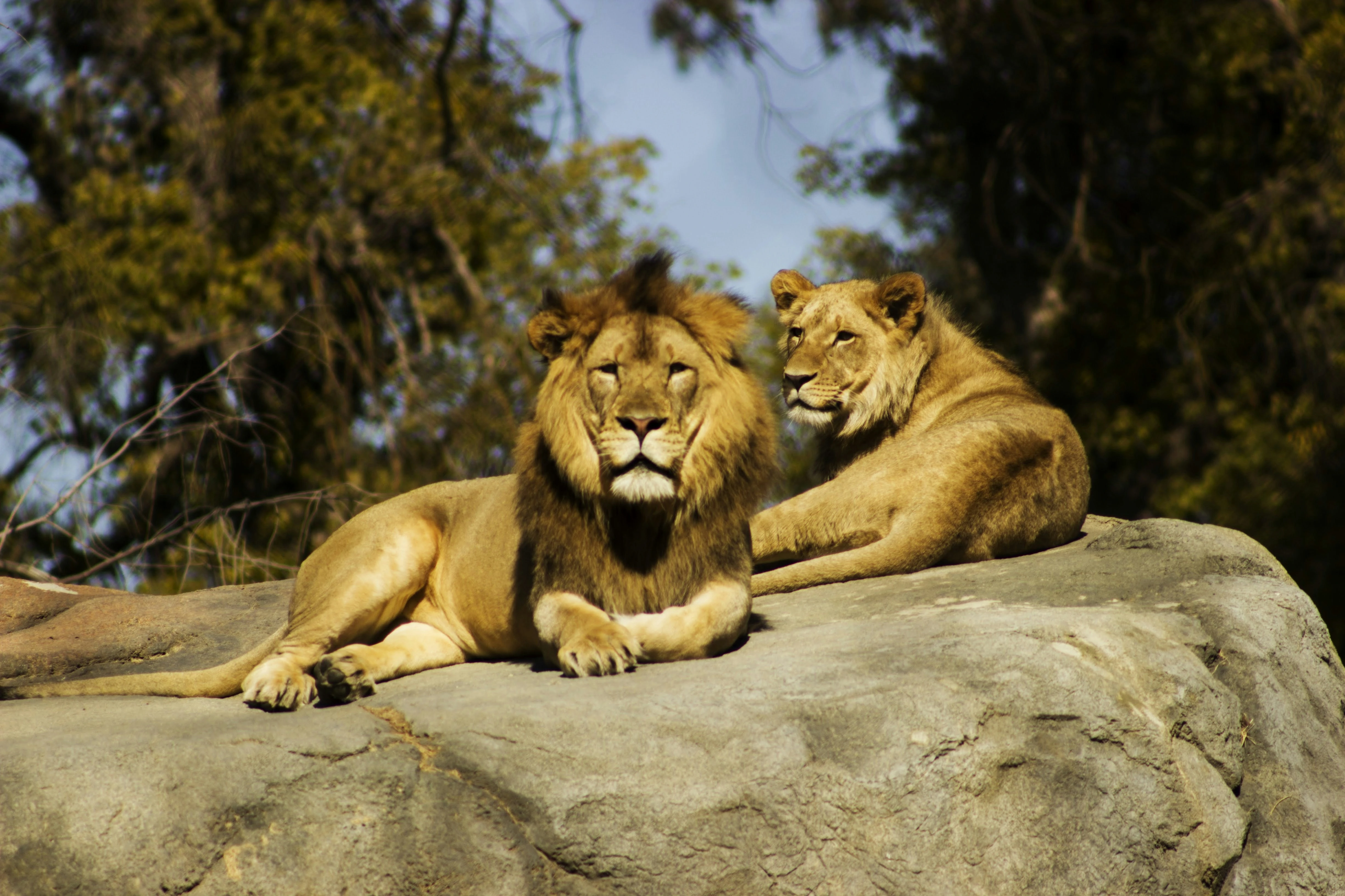 Maasai Mara