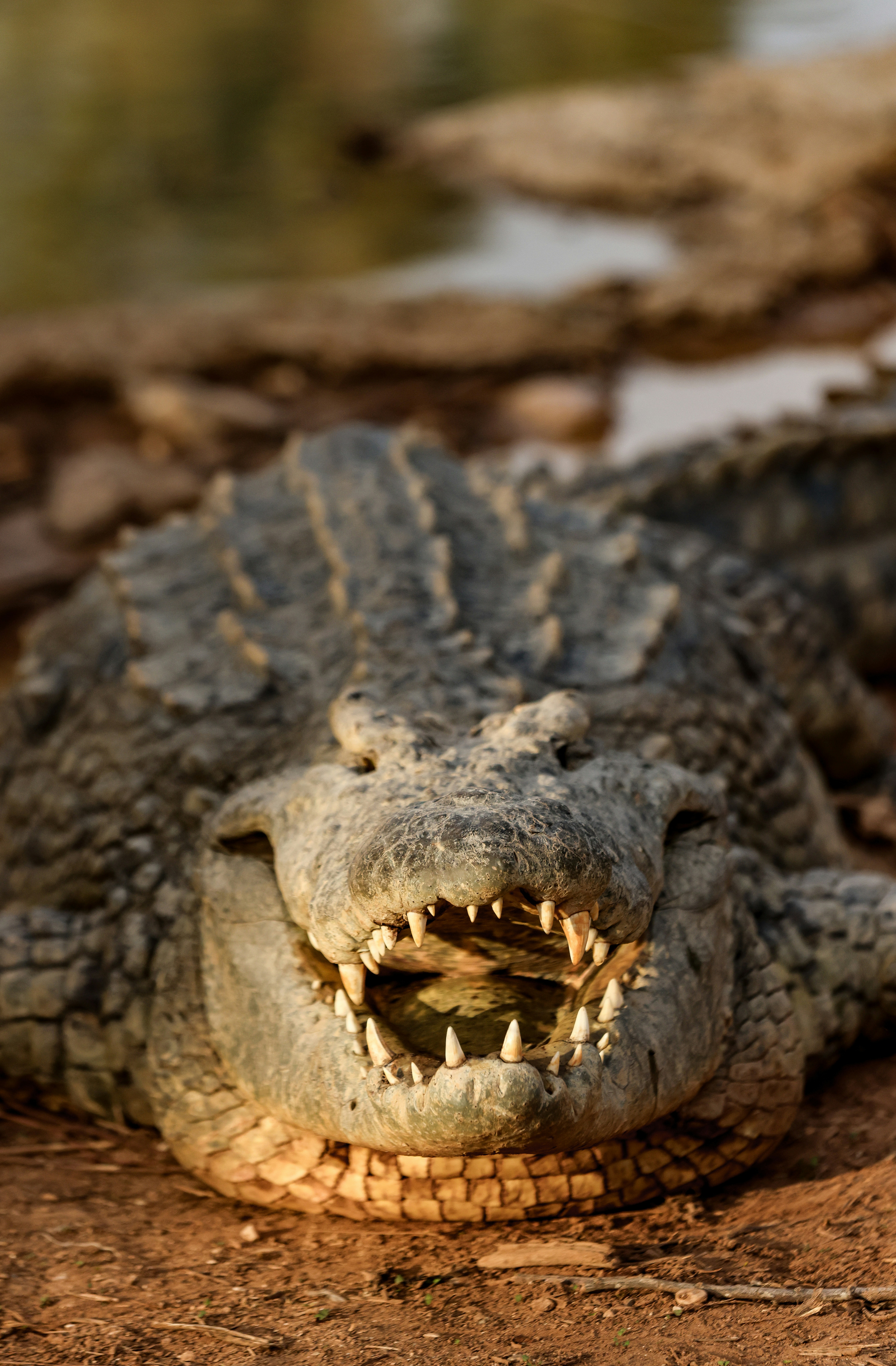 Crocodiles