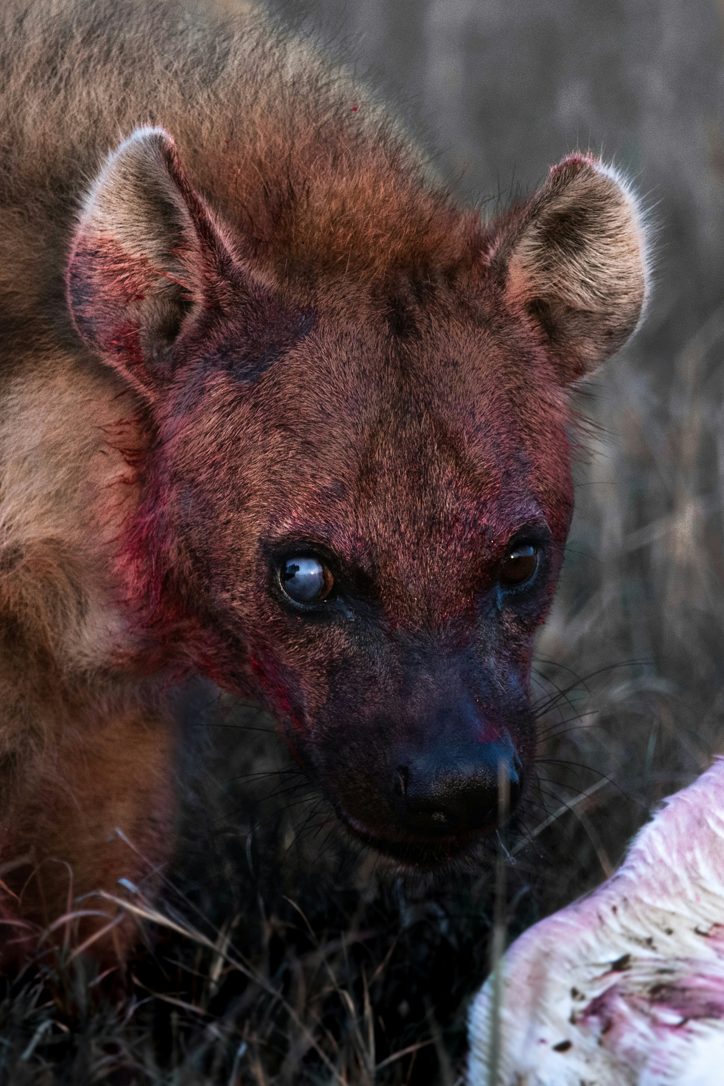 Hyenas