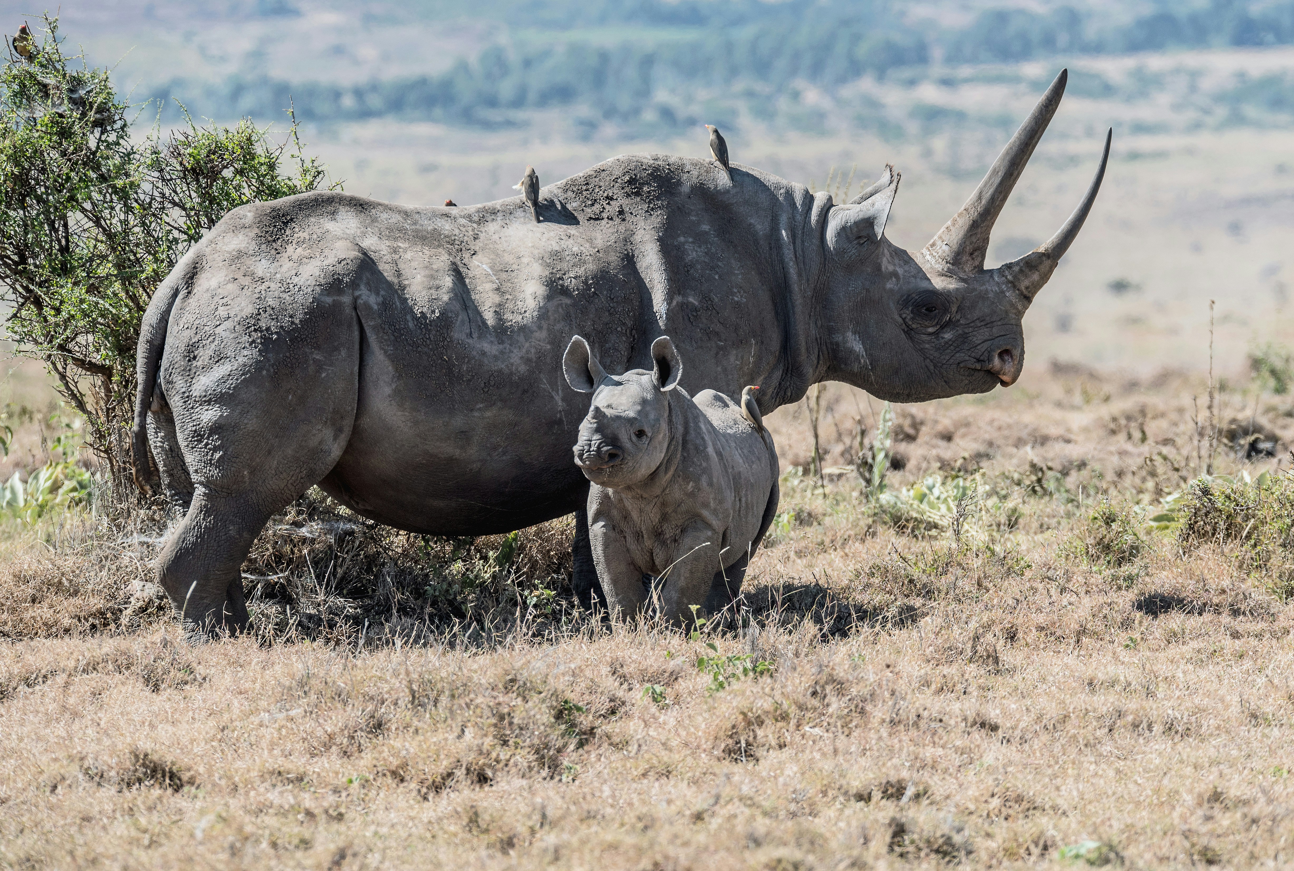 Rhino Tracking