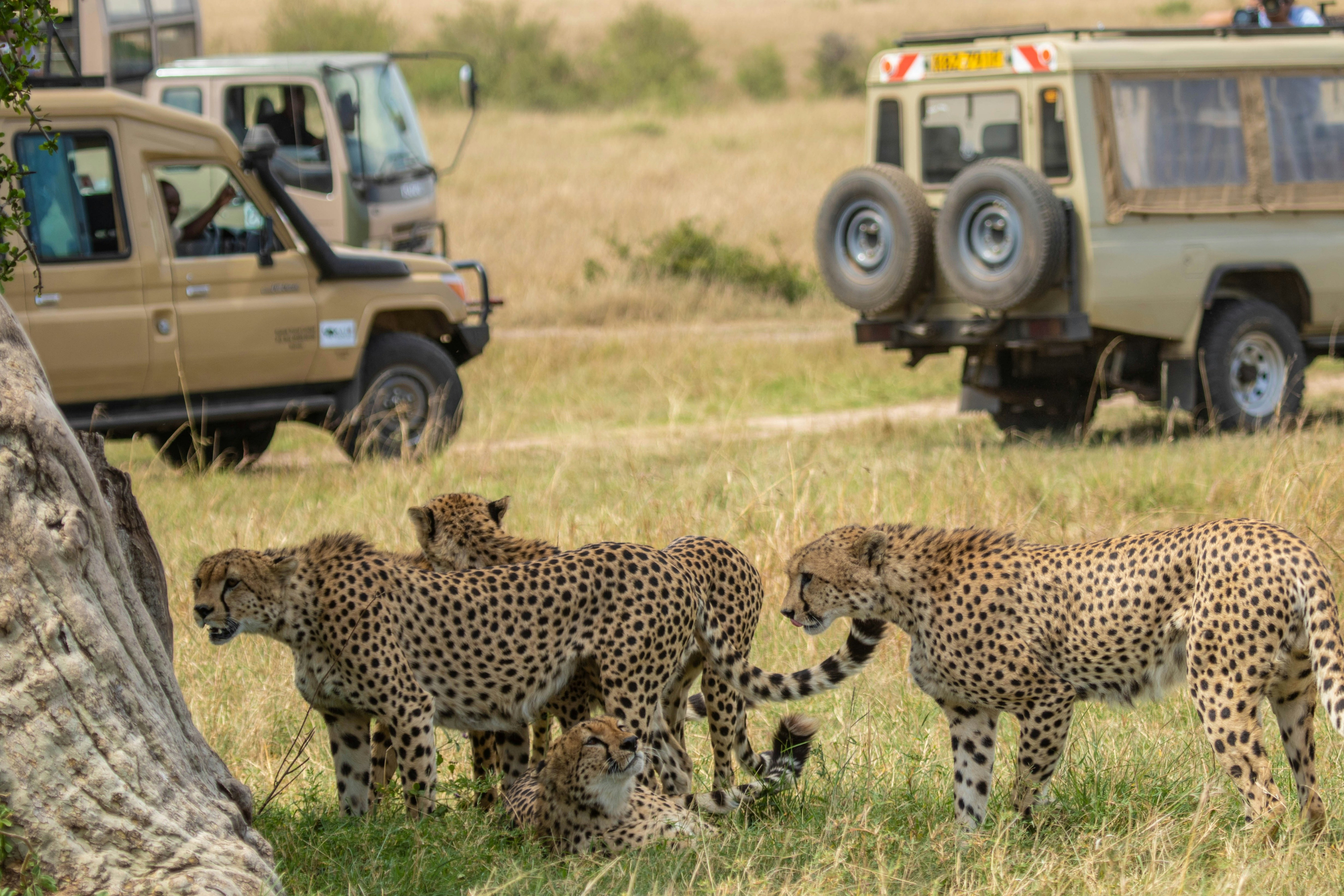 Kenya Safari Experiences